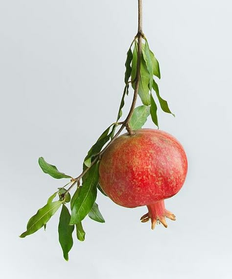 Plants Reference Photos, Fruit Reference Photo, Fruit On Branch, Pomegranate Photo, Pomegranate Photography, Plant Reference Photos, Pomegranate Still Life, Fruit Reference, Pomegranate Blossom