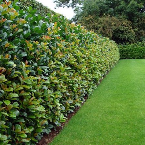 If you are thinking about planting a new hedge and have doubts on which plant is the best for you, we are offering a list of the most popular ones s Trees As Privacy Fence, Nature Fence Ideas, Fence With Bushes, Bush Privacy Fence, Fence Bushes Landscaping Ideas, Bushes As Fencing, Hedges As Fences, Property Boundary Ideas, Bush Fence Ideas Privacy Hedge