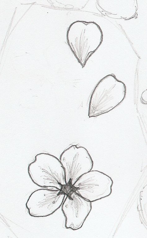 Drawing Cherry, 3 Petal Flower, Blossoms Tattoo, Cherry Blossom Drawing, Sakura Tattoo, Blossom Painting, Cherry Blossom Petals, Cherry Flower, Tree Sketches