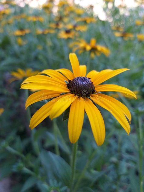 Rudbeckia flower in the garden. Autumn background , #AFFILIATE, #flower, #Rudbeckia, #garden, #background, #Autumn #ad Rudbeckia Flower, Background Autumn, Garden Background, Cute Designs To Draw, Yellow Leaf, Autumn Background, Flowers Yellow, Botanical Watercolor, Flower Images