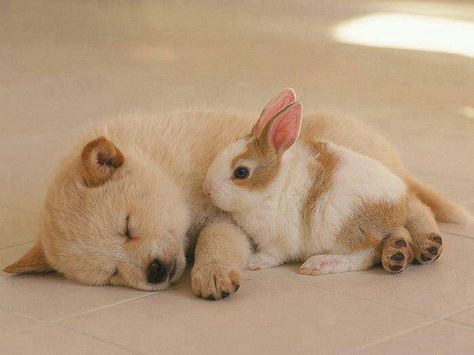 Too cute Puppy And Bunny, Bunny Pics, Cute Puppy Photos, Puppy Portraits, Puppy Wallpaper, Sleeping Puppies, Animals Friendship, Puppy Photos, Cute Animal Pictures