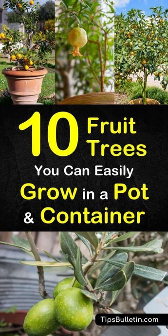 Growing In Pots, Fruit Trees Backyard, Fruit Trees In Containers, Potted Fruit Trees, Gemüseanbau In Kübeln, Fruit Tree Garden, Winter Greenhouse, Growing Fruit Trees, Lemon Trees