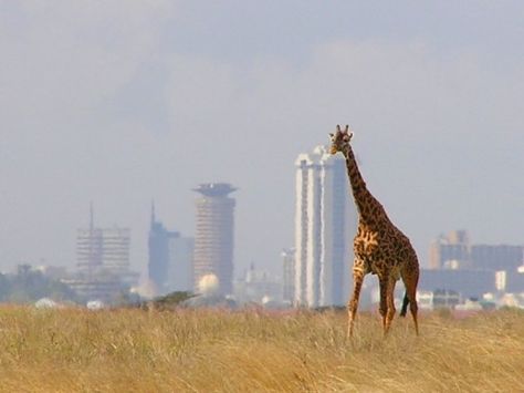 giraffe Nairobi National Park, Nairobi City, Kenya Travel, Kenya Safari, Empire Romain, City Photos, Nairobi Kenya, Mombasa, Green City