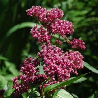 Milkweed Flower, Asclepias Incarnata, Bog Garden, Swamp Milkweed, Water Gardens, Rain Garden, Woodland Garden, Herbaceous Perennials, Low Maintenance Plants