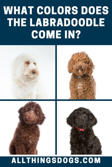 There are a variety of Labradoodle colors, including: black, white, cream, chocolate, apricot, red, gold, silver, gray and yellow. Read on to learn more about their coat and grooming requirements.  #labradoodle #labradoodlecolors #labradorpoodlemix Apricot Labradoodle, Cream Labradoodle, Labradoodle Colors, Best Doodles, White Labradoodle, Chocolate Apricot, Chocolate Labradoodle, Puppy Videos, Labradoodle Dogs