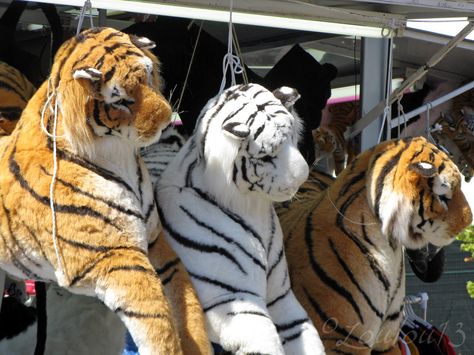 carnival prizes Tiger Stuffed Animal, Animal Skin Rug, Big Tiger, Carnival Prizes, Skin Rugs, Tabby Kitten, Hey Man, Book Art Diy, Animal Skin