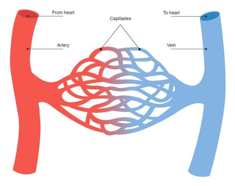 Blood Vessels Diagram Blood Vessels Drawing, Circulatory System Drawing, Blood Vessels Anatomy, Science Diagram, Science Diagrams, Heart Diagram, Blood Components, The Circulatory System, School Board Decoration