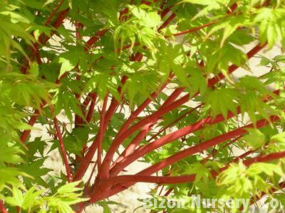 Japenese Maple, Japanese Maple Tree Landscape, Green Japanese Maple, Coral Bark Maple, Japanese Maple Care, Maple Tree Landscape, Coral Bark Japanese Maple, Japanese Tree, Japanese Maples