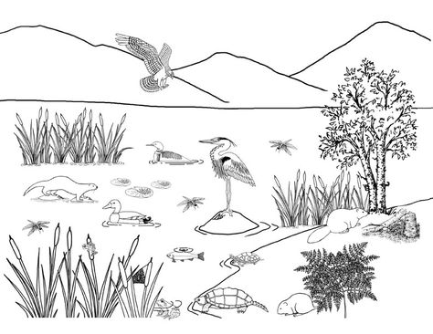 Mural Background, Jungle Coloring Pages, World Wetlands Day, Coloring Pages For Teenagers, Science Earth, Nature Science, Exploring Nature, Turtle Painting, Hidden Pictures