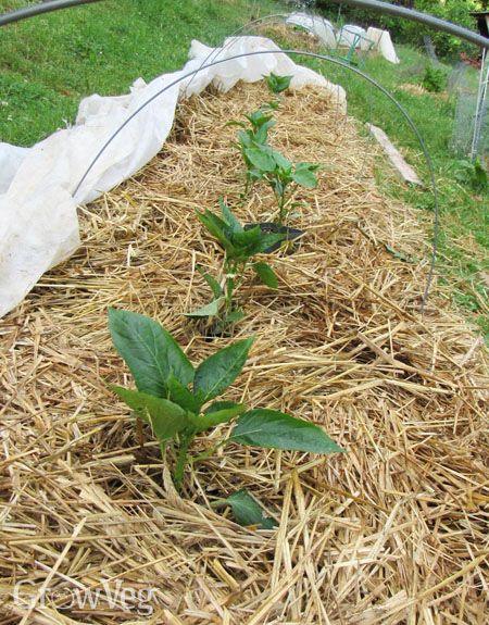 3 Major Mulching Methods You Need To Know About Wood Chip Mulch, Lasagna Gardening, Vegetable Garden Planner, Organic Mulch, Growing Potatoes, Garden Planner, Food Forest, Earthworms, Tree Trimming