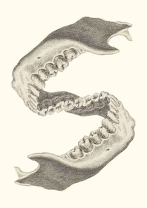 Teeth Illustration, Anatomy Tattoo, Medical Drawings, Tooth Tattoo, Dental Posters, Art Anatomy, Dental Hygiene School, Teeth Art, Dental Anatomy