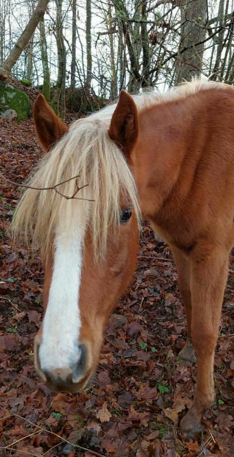 Flaxen Chestnut Horse, Chestnut Pony, Coat Reference, Horse Lifestyle, Horse Colours, Stock Horse, Chincoteague Ponies, Horse Brown, Fjord Horse