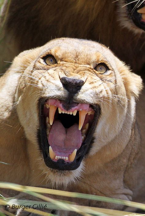 Savage Animals, Angry Animals, Lion Images, Lion Pictures, Arte Fantasy, Large Cats, A Lion, Wildlife Animals, Animal Planet