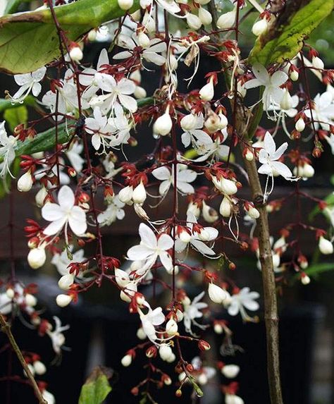 Clerodendrum schmidtii Light Bulb Plant, Ivy Tree, Plants For Garden, Plant Encyclopedia, Garden Catalogs, Tropical Countries, Growing Gardens, Rare Species, Fort Myers Florida