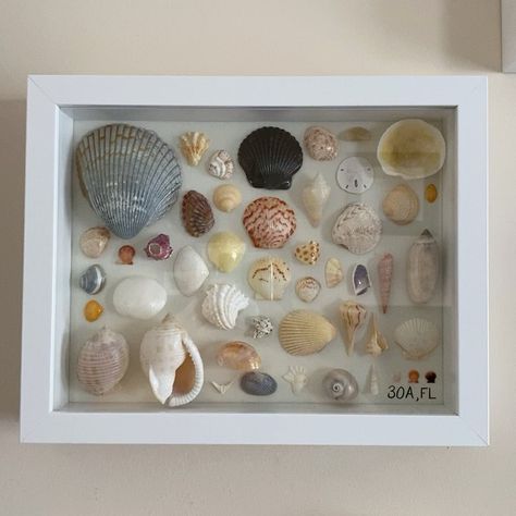 Shadow Box Ideas With Sea Shells, Shell Keepsake Ideas, Shadow Box With Shells, Shell Shadow Box Ideas, Shadowbox Ideas Diy, Sea Shell Shadow Box, Seashell Shadow Boxes, Seashell Ideas, Sweet Room