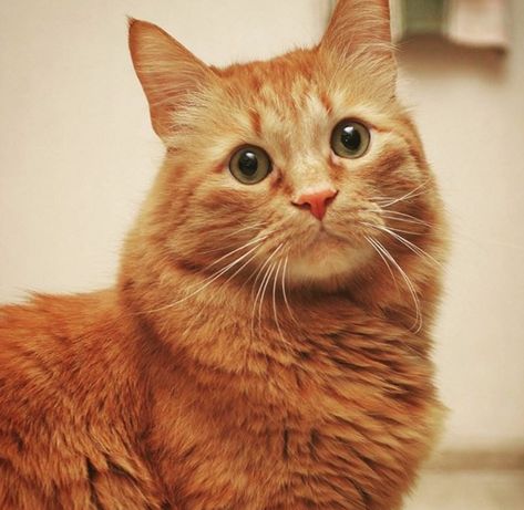 80 Best Ginger Cat Names Ginger Ideas, Ginger Cat Names, Cat Name Ideas, Cat Types, Neutral Names, Cat Website, Kitten Breeds, Best Names, Cats Diy Projects