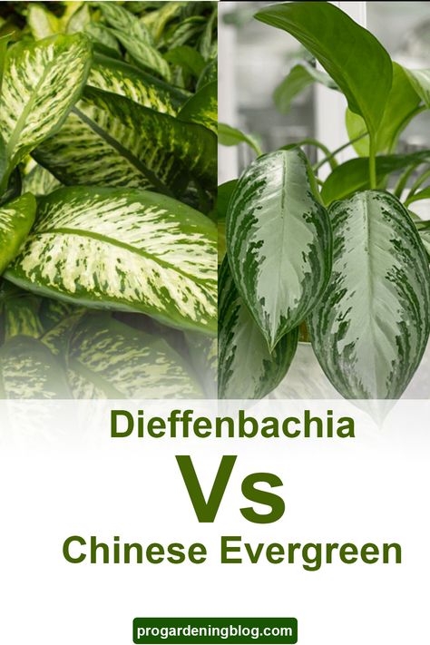 Dieffenbachia and Chinese evergreen plants are two of the splendid indoor houseplant options. Besides their enhancing beauty, both plants purify the air greatly while removing toxins from the air. These two plants are highly recommended for highly polluted areas. #progardeningblog #Dieffenbachia #Chineseevergreen #plants Dieffenbachia Plant, Chinese Evergreen Plant, Silver Bay, Cast Iron Plant, Plant Varieties, Chinese Evergreen, Iron Plant, Evergreen Plants, Plant Ideas