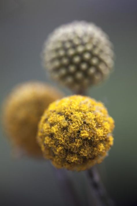 Craspedia globosa Allotment Flowers, Craspedia Globosa, Flowers For Drying, Billy Buttons, Lily Bulbs, Everlasting Flowers, Seed Catalogs, Hardy Perennials, Plant Combinations