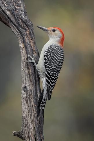 size: 12x8in Photographic Print: Male Red-bellied woodpecker in autumn, Kentucky by Adam Jones : Photographer Adam Jones creates breathtaking images of wildlife and scenery, replete with expressive lighting and strong designs that evoke compelling moods and spark inspiration. From Kentucky, Jones has been a photographer for 20 years, shooting internationally but specializing in photos of the Great Smoky Mountains. His work is featured annually in over 100 different calendars and his images have Red Bellied Woodpecker, Adam Jones, Scary Animals, Wild Animals Pictures, Annual Reports, Woodpeckers, Strong Feelings, Backyard Birds, Wildlife Nature