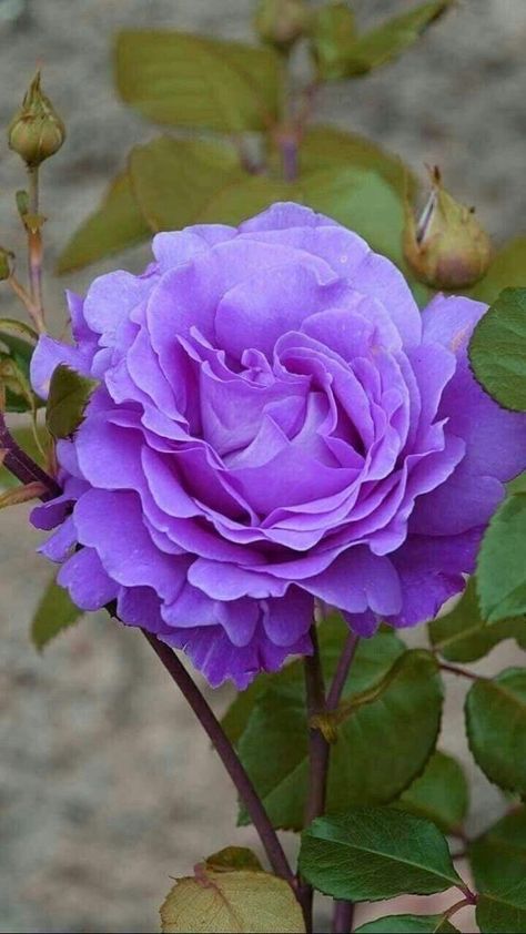 Rose Belle, Beautiful Flowers Garden, Pretty Roses, Beautiful Flowers Wallpapers, Purple Rose, Beautiful Rose Flowers, Beautiful Flowers Pictures, Purple Flower, Exotic Flowers