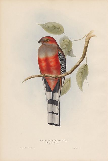 All sizes | Trogon hodgsonii (Hodgson's Trogon) | Flickr - Photo Sharing! Hoopoe Bird Illustration, Sanford Robinson Gifford Paintings, John Gould, Lithography, Posters And Prints, Flower Illustration, Bird Prints, Birds Painting, Natural History