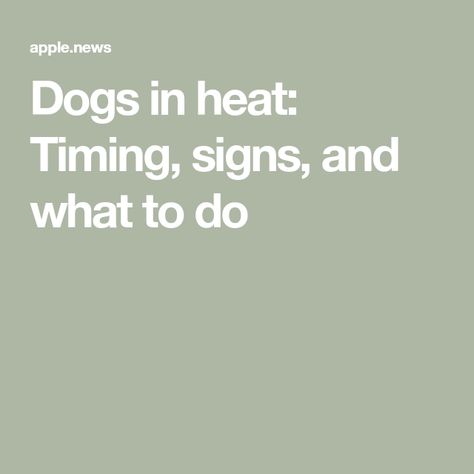 Dogs in heat: Timing, signs, and what to do Dog Heat, Dog Heat Cycle Chart, Dog Kennel Heat Lamp, Female Dogs In Heat Tips, Dog Heat Exhaustion, Dog Heat Cycle, Dog In Heat, Business Insider, What Can I Do