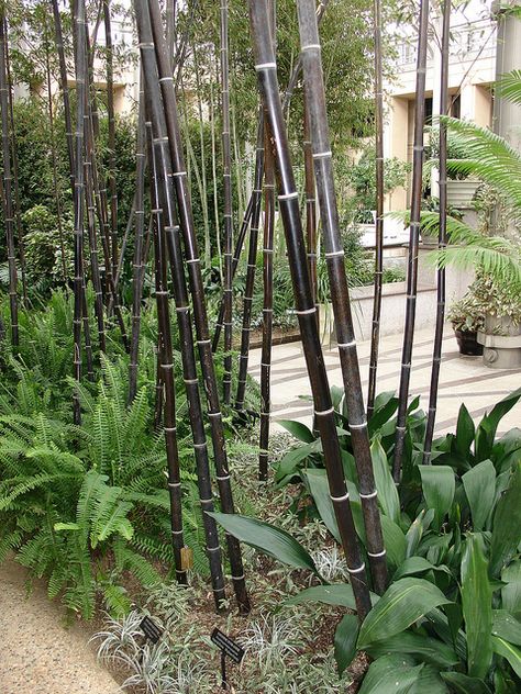 Ostrich Ferns, Phyllostachys Nigra, Small Tropical Gardens, Bamboo Species, Nursery Plants, Jungle Gardens, Gardening Trends, Bamboo Garden, Far West