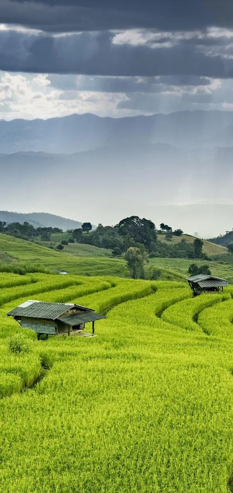 The Amazing Rice Cultivation of Chinese People in Natural way #China😍❤️ Rice Cultivation, Japan Village, Forest Resort, Philippines Culture, Rice Field, Chinese People, Wallpaper Earth, Beautiful Nature Wallpaper, Alam Yang Indah