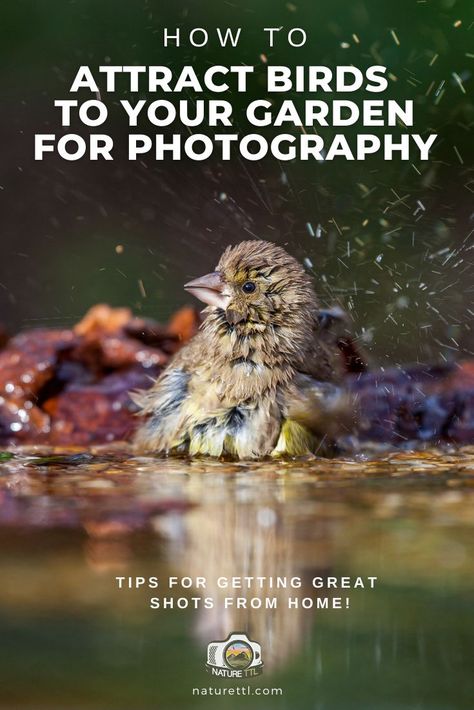 In this nature photography tutorial learn tips and tricks for attracting birds to your gardens, so you can take great bird photos! Wildlife Photography Birds, Wildlife Photography Tips, Photography Tips For Beginners, Photography Basics, Photography Challenge, Garden Photography, How To Attract Birds, Wildlife Photos, Take Better Photos