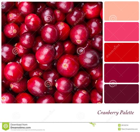 Cranberry Palette Paint Combos, Menswear 2020, Berry Wedding, Cranberry Fruit, Colour Swatches, Bedroom Colour Palette, Wedding Quilt, Cranberry Color, Very Berry