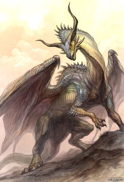 More Dragons Dragon Medieval, Conceptual Artwork, Fantasy Dragons, Here There Be Dragons, Dragon's Lair, Cool Dragons, Here Be Dragons, Dragon Pictures, Dragon Artwork