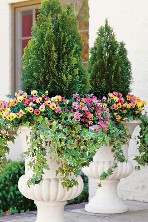 Planter Urn with Evergreen Pansies and Ivy Spring Urns, Summer Containers, Winter Container Gardening, Container Gardening Ideas, Fall Container Gardens, Fall Containers, Container Garden Design, Container Gardening Flowers, Lawn Edging