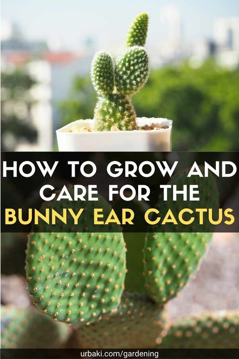 Bunny Ear Cactus Tattoo, Propagating Easter Cactus, Bunny Ear Cactus Care, Bunny Cactus, Christmas Cactus Care Tips, Baby Bunny Ears, Cactus Varieties, Indoor Cactus Plants, Succulent Fertilizer