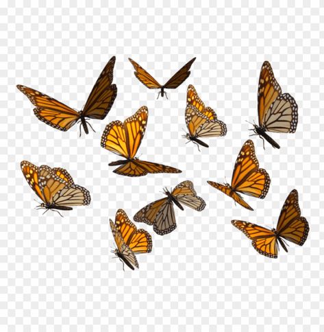 Monarch Butterfly Sticker, Png With Transparent Background, Scrapbook Transparent Png, Transparent Butterfly Png, Butterflies Png, All Png, Png Images Free, Futurisme Retro, Butterfly Png