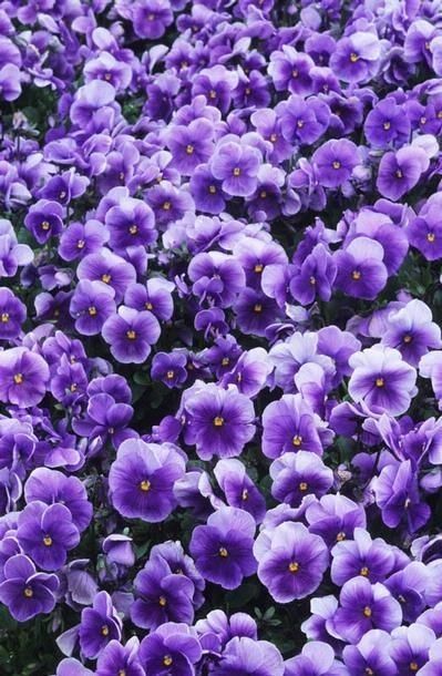 Viola Flower, Blue Patio, Violet Aesthetic, Purple Flowers Wallpaper, Phone Wallpaper Boho, Purple Vibe, Purple Themes, Flower Landscape, Banner Images