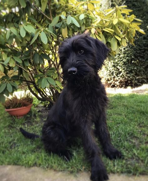 German Schnauzer, Giant Schnauzer Puppy, Black Schnauzer, Schnauzer Grooming, Standard Schnauzer, Miniature Schnauzer Puppies, Giant Schnauzer, Schnauzer Puppy, Mini Schnauzer