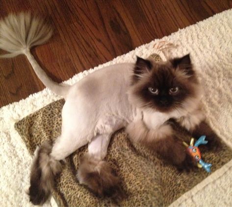 * * " Yo human! If ya die in an elevator, makes sure yoo push de UP button." Cat Lion Haircut, Lion Cut Cat, Lion Haircut, Cat Haircuts, Cat Lion Cut, Cat Grooming Styles, White Ragdoll Cat, Cat Haircut, Lion Cat