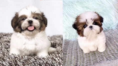 Teacup Shih Tzu Dog is extremely cute. They look attractive, and the thing about them is they are fantastic to play with. With these twelve facts about these Tea Cup Shih Tzu, Teacup Dog Breeds, Teacup Shih Tzu, Teacup Breeds, Shitzu Puppies, Expensive Dogs, Pet Coats, Silky Terrier, Look Attractive