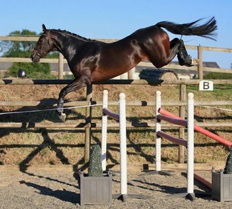 Dark bay warmblood jumping Horse Free Jumping, Horse Poses, Horses In Snow, Warmblood Horses, Gorgeous Horses, Horse Colors, Horse Aesthetic, Pose References, Brown Horse