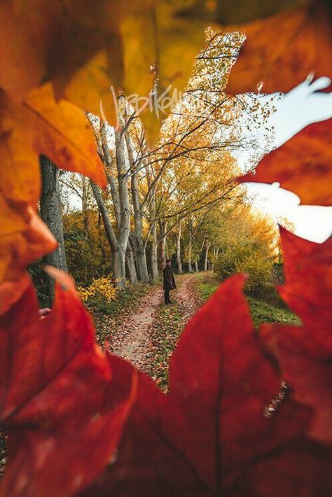 Autumn Photography Portrait, Fall Shoot, Perspective Photography, Lightroom Classic, Artsy Photos, Foto Tips, Photography Lessons, Fall Photoshoot, Foto Art