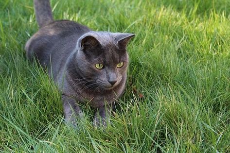 A Smooth Indoor Cat to Outdoor Cat Transition in 5 Steps + Tips - Upgrade Your Cat Cats Outside, Puppy Biting, Korat, Outdoor Cat, Lots Of Cats, Great Cat, Cat Parenting, Outdoor Cats, Cat Training