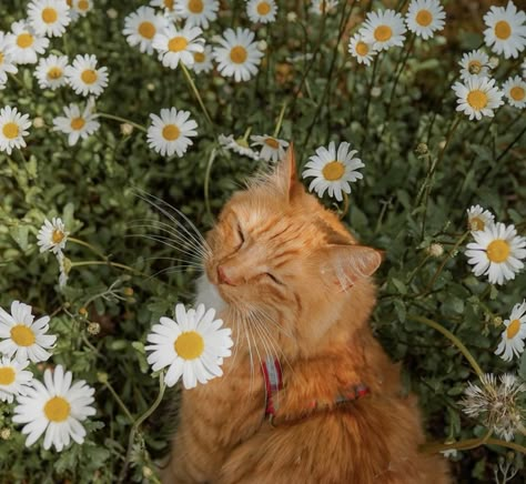 Flower Cat Aesthetic, Cats With Flowers, Cat In Flowers, Cottagecore Cat, Cats And Flowers, Cat And Flowers, Cat With Flowers, Flower Cat, Build A Home