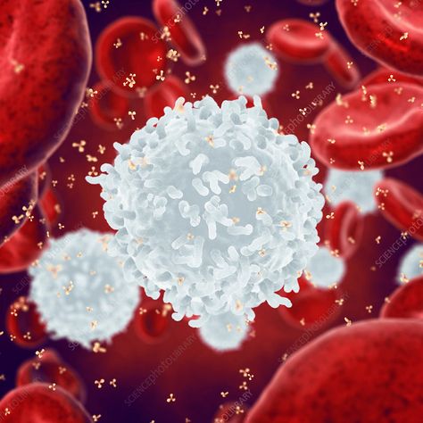 Immune system, conceptual illustration. White and red blood cells and antibodies. Reactive Oxygen Species, White Blood, Cell Therapy, Healthy Eyes, Science Photos, Conceptual Illustration, White Blood Cells, Immune Health, Blood Cells