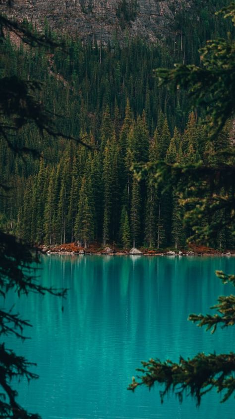 Moraine Lake Canada, Lake Trip, Moraine Lake, Summer Lake, Conceptual Photography, Beautiful Travel, Tree Wallpaper, Lake Forest, Pine Trees