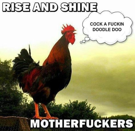 Morning Memes, Morning Quotes Funny, Good Morning Funny, Rise And Shine, Morning Humor, Twisted Humor, Bones Funny, Good Morning Quotes, Rooster