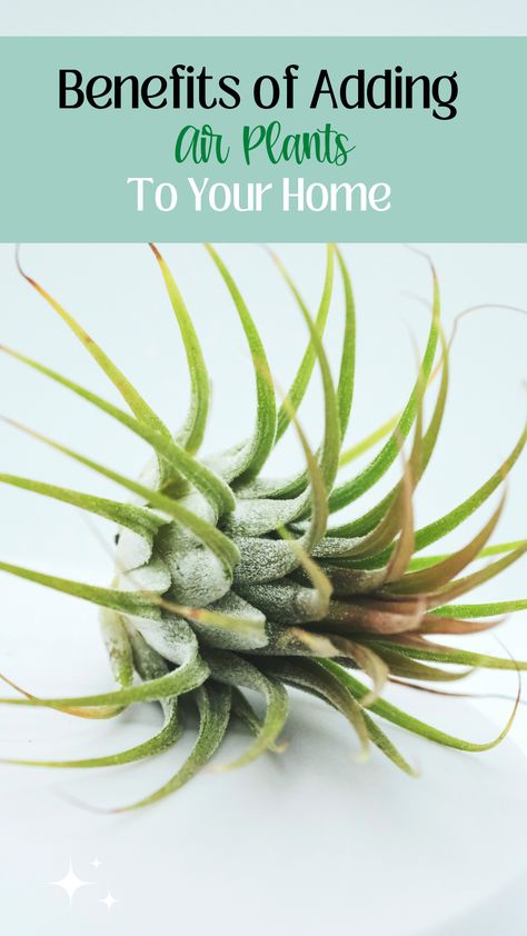 The benefits of adding air plants to your home Air Quality Plants, Natural Decongestant, Easy Indoor Plants, Air Plants Decor, Plant Benefits, Deck Paint, Improve Indoor Air Quality, Wellness Wednesday, Low Light Plants