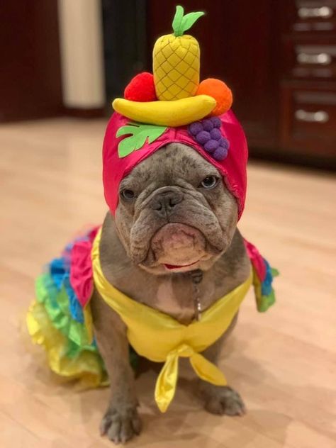 English Bulldog Halloween Costumes, Cute Dogs In Costumes, Frenchie Costume, French Bulldog Halloween Costumes, Bulldog Halloween Costumes, French Bulldog Halloween, French Bulldog Costume, Bulldog Costume, English Bulldog Funny