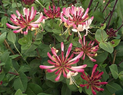 Buy honeysuckle Lonicera periclymenum 'Rhubarb and Custard' 2metres in height less vigorous. West facing wall? Long Narrow Garden, Poem Nature, Rv Garden, Roof Garden Ideas, Golden Chain Tree, Planting Palette, Honeysuckle Cottage, Wild Witch, Trachelospermum Jasminoides