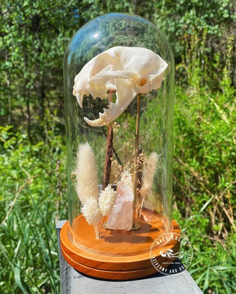 I have another new addition- a beautiful domestic cat skull suspended on brass rods. You can take this beauty home today! 🖤 . . . #taxidermy #taxidermist #oddities #curiosities #odditiesandcuriosities #cabinetofcuriosities #cat #skull #backcreektaxidermy #handmade #cloche #smallbusiness #womanowned Oddities Decor, Dead Animals, Brass Rods, Bell Jars, Fox Skull, Cat Skull, Quail Eggs, The Bell Jar, Domestic Cat