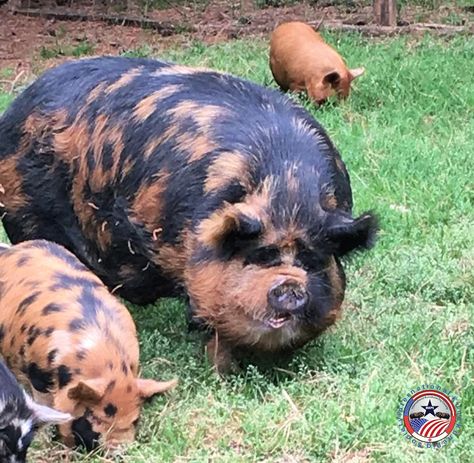 KuneKune Bloodlines and imports Kunekune Pigs, Other Countries, Name It, Pigs